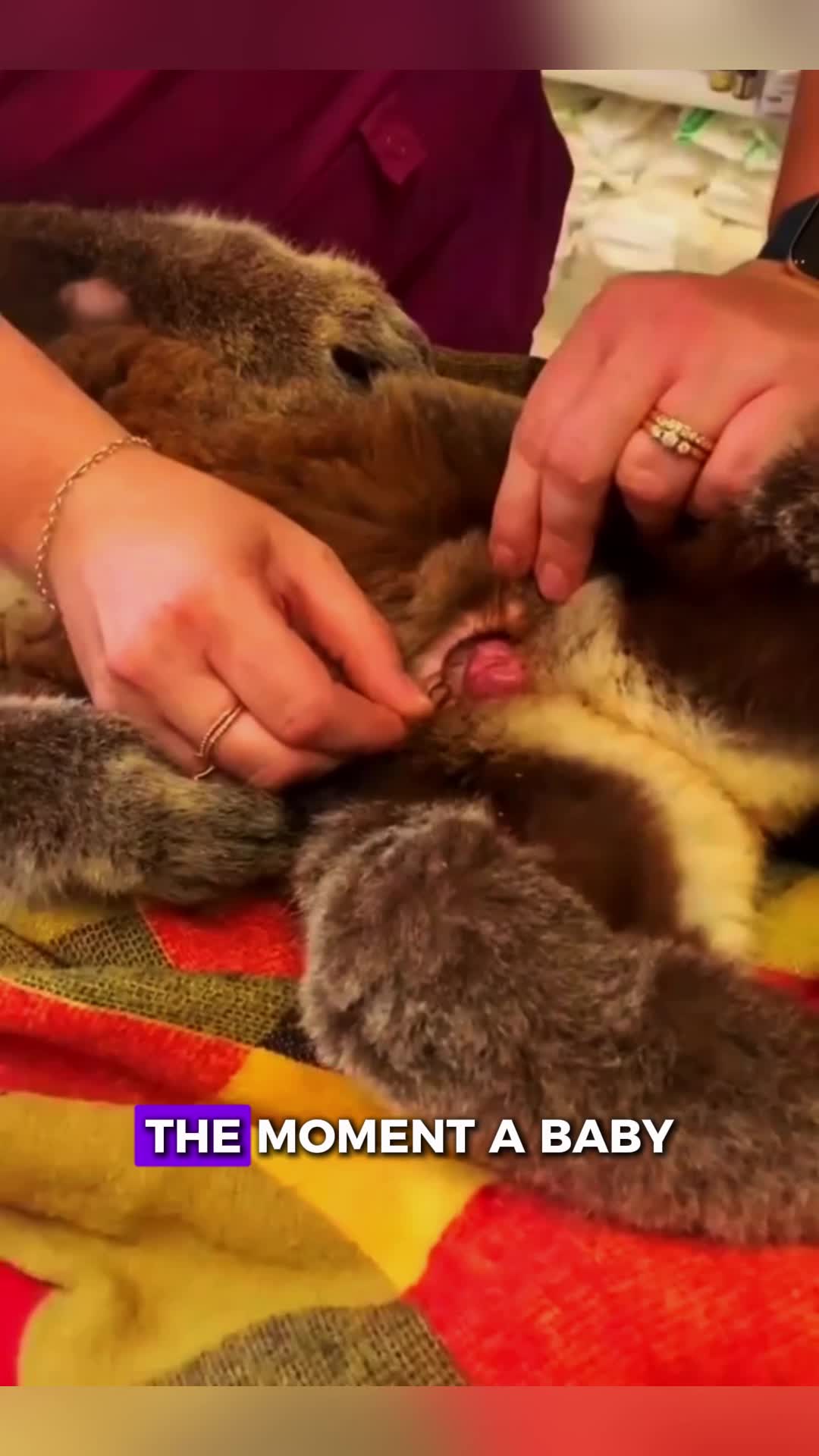 @PawblemsDaily