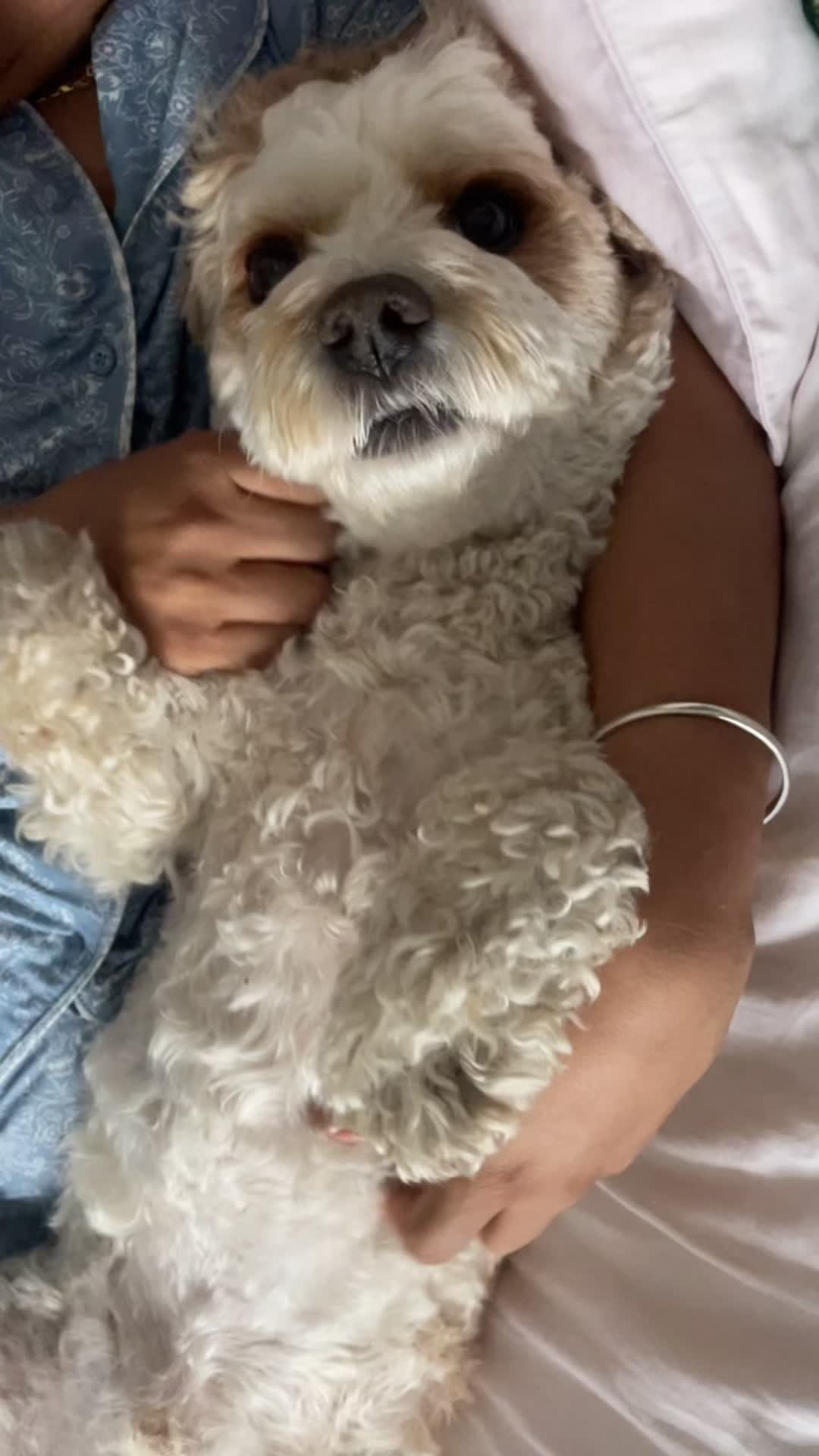 @My Cavachon