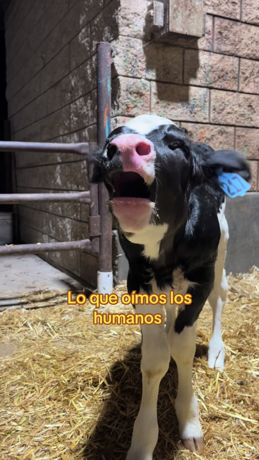 @El chespi🐄