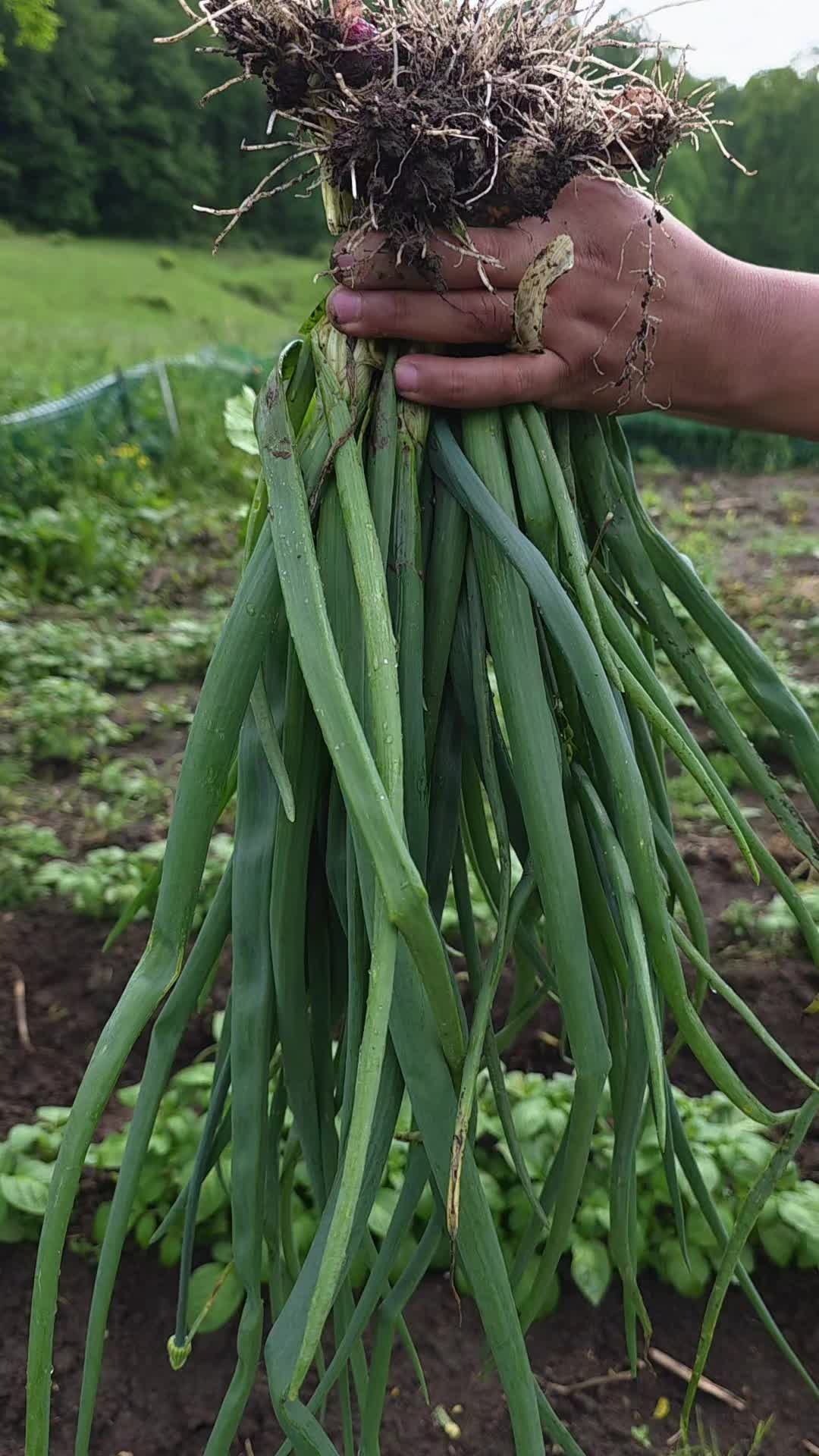@𝙇𝙪𝙞𝙞502👨&zwj;🌾