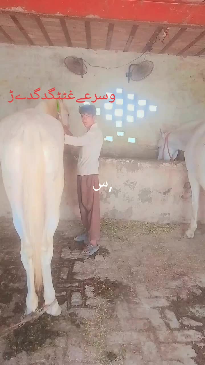 @chalihamza635