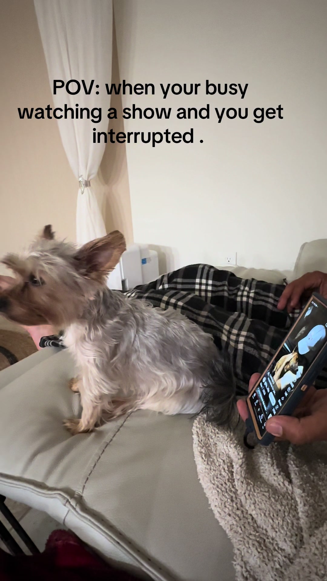 @Penny the Yorkie