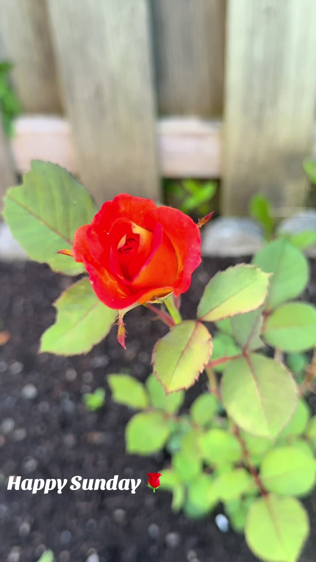 @R_Rupa