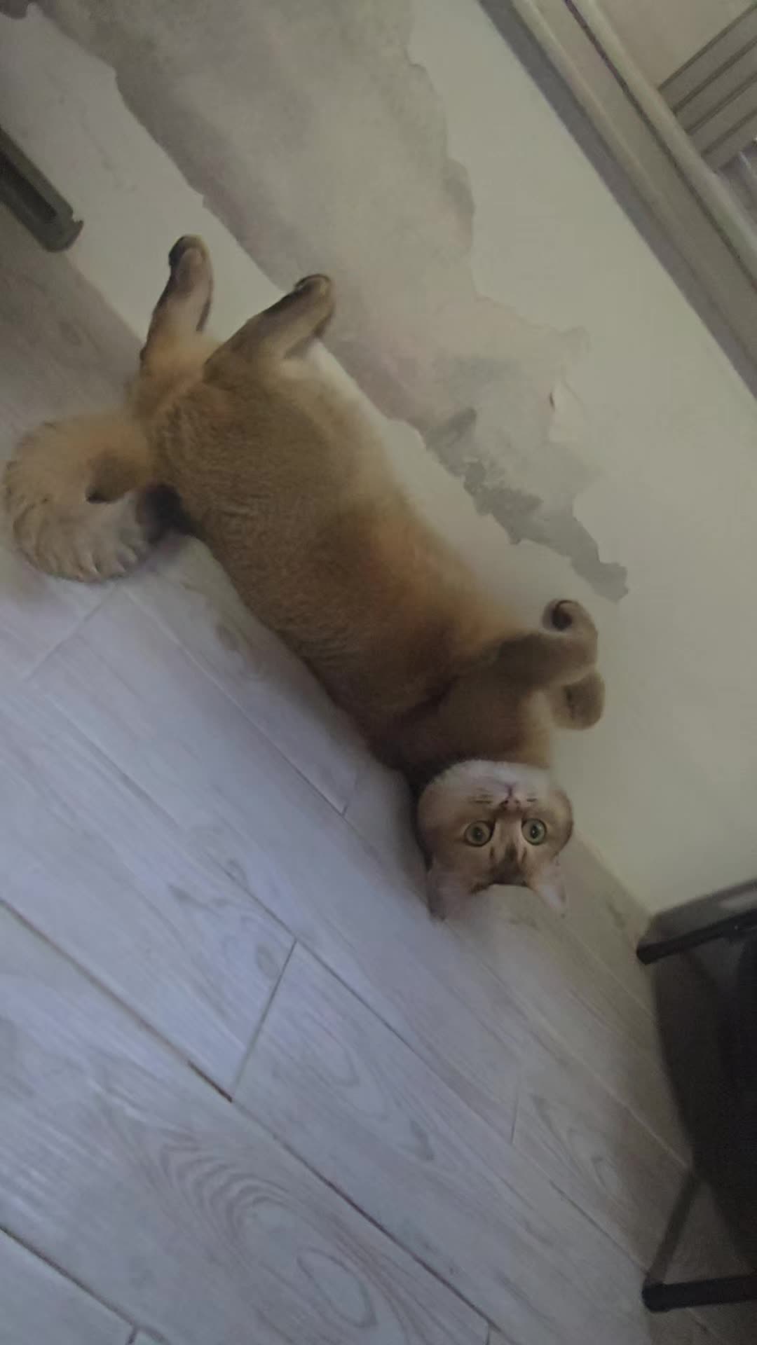 @고양이 형아