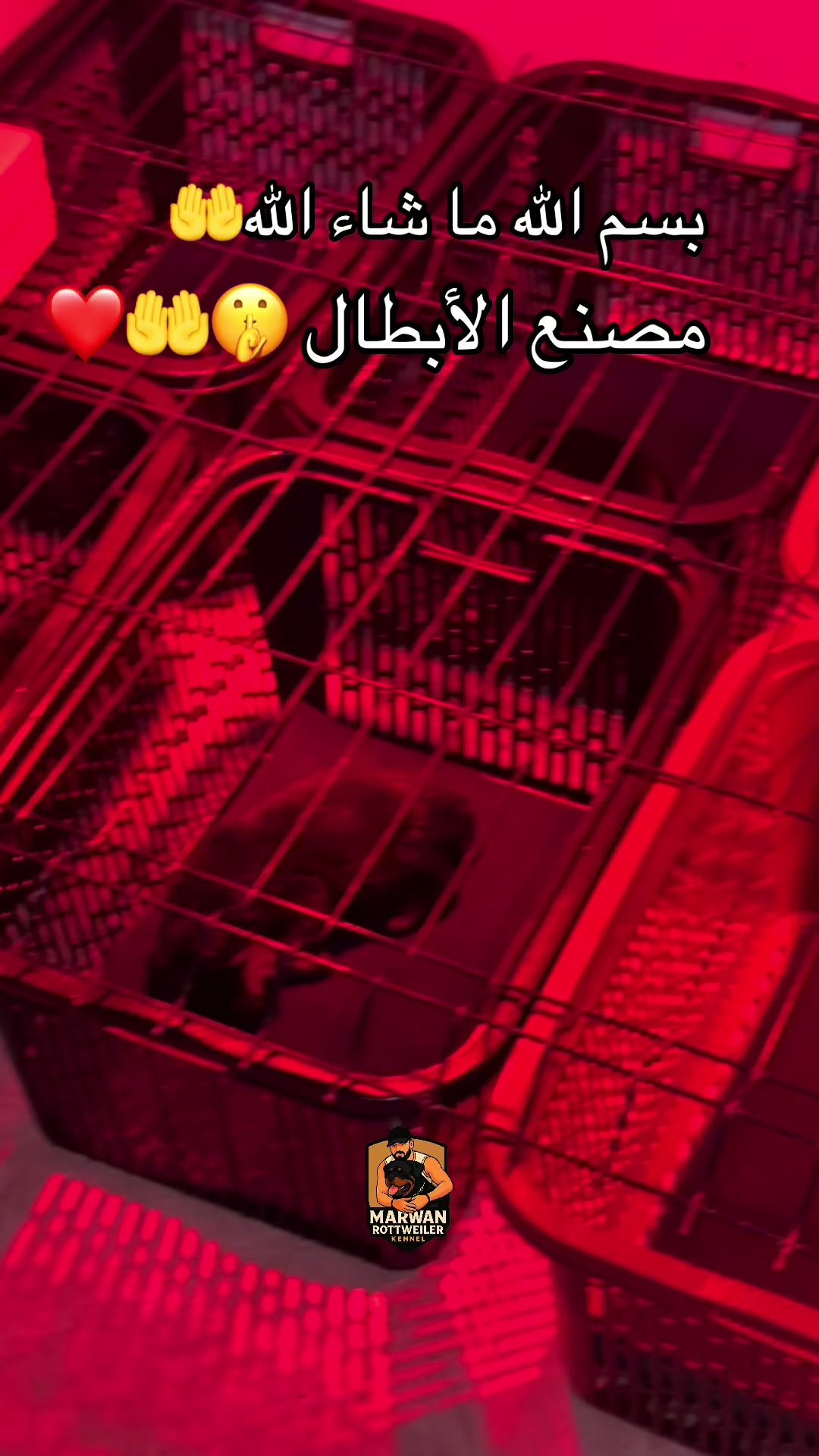 @Marwan Rottweiler-ke