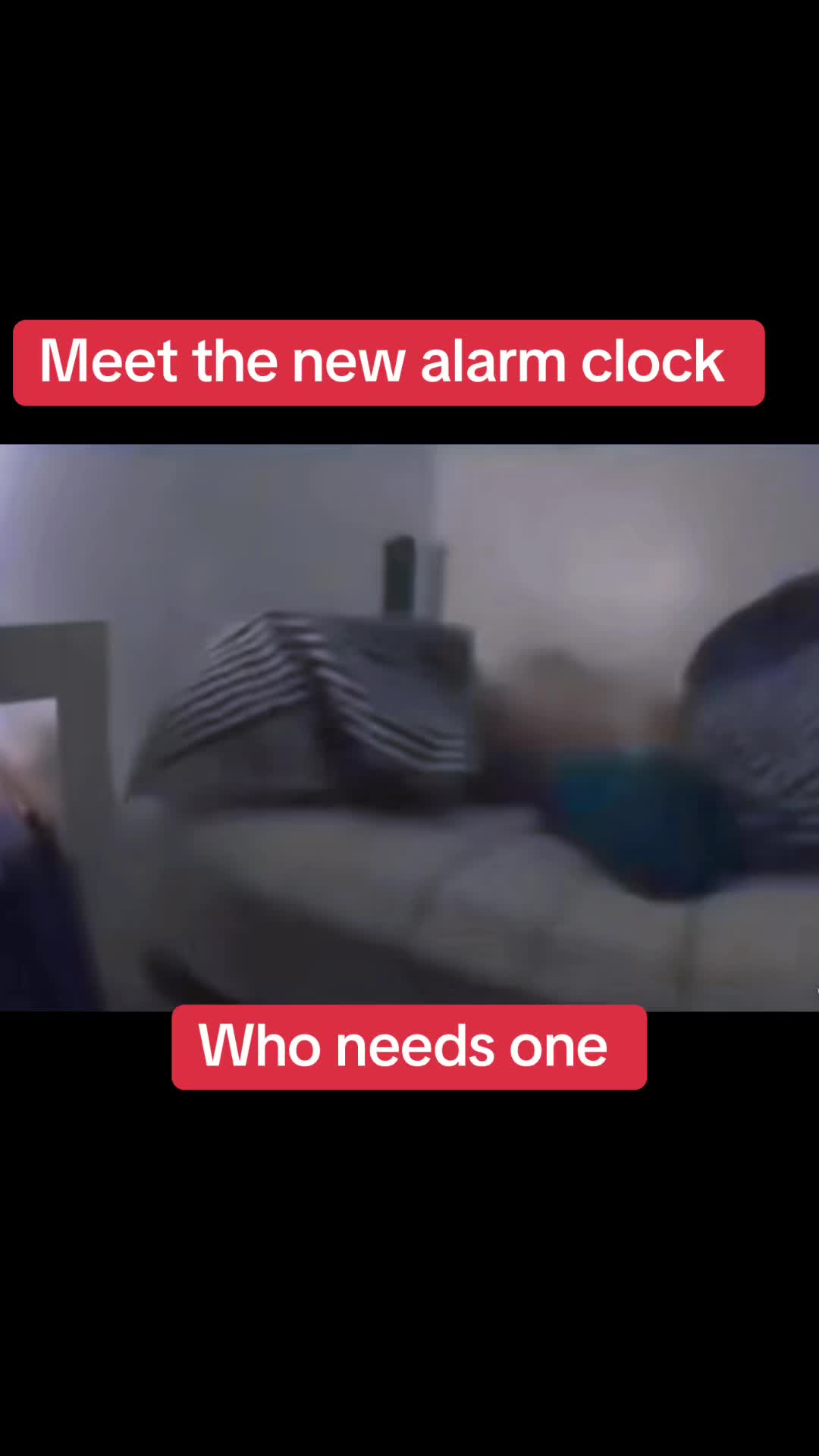 @Cat464