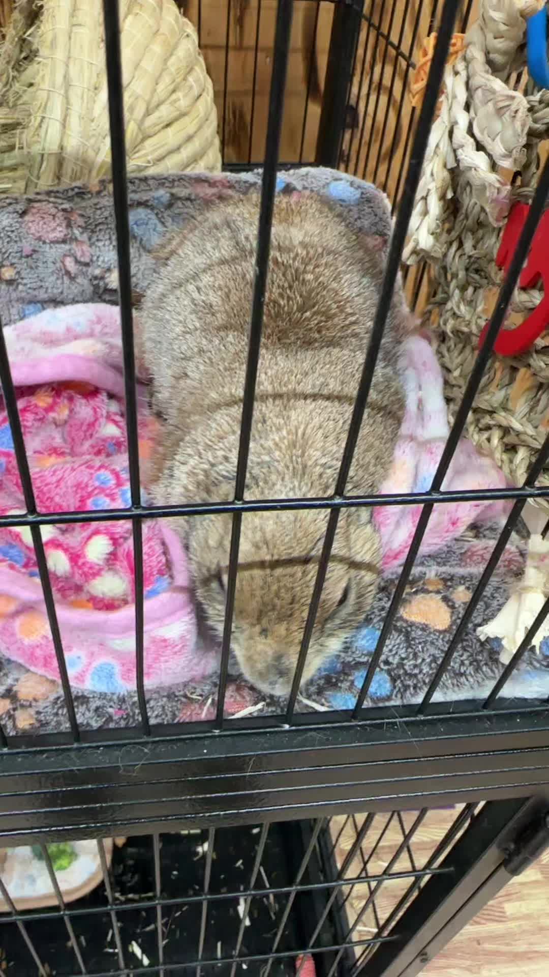 @Texas Wildlife Park