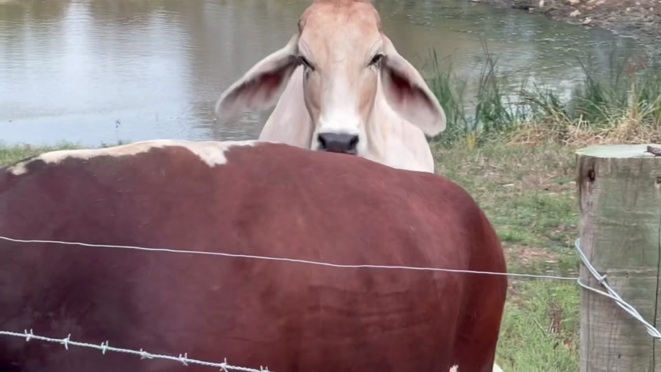 @Rufus The Bull