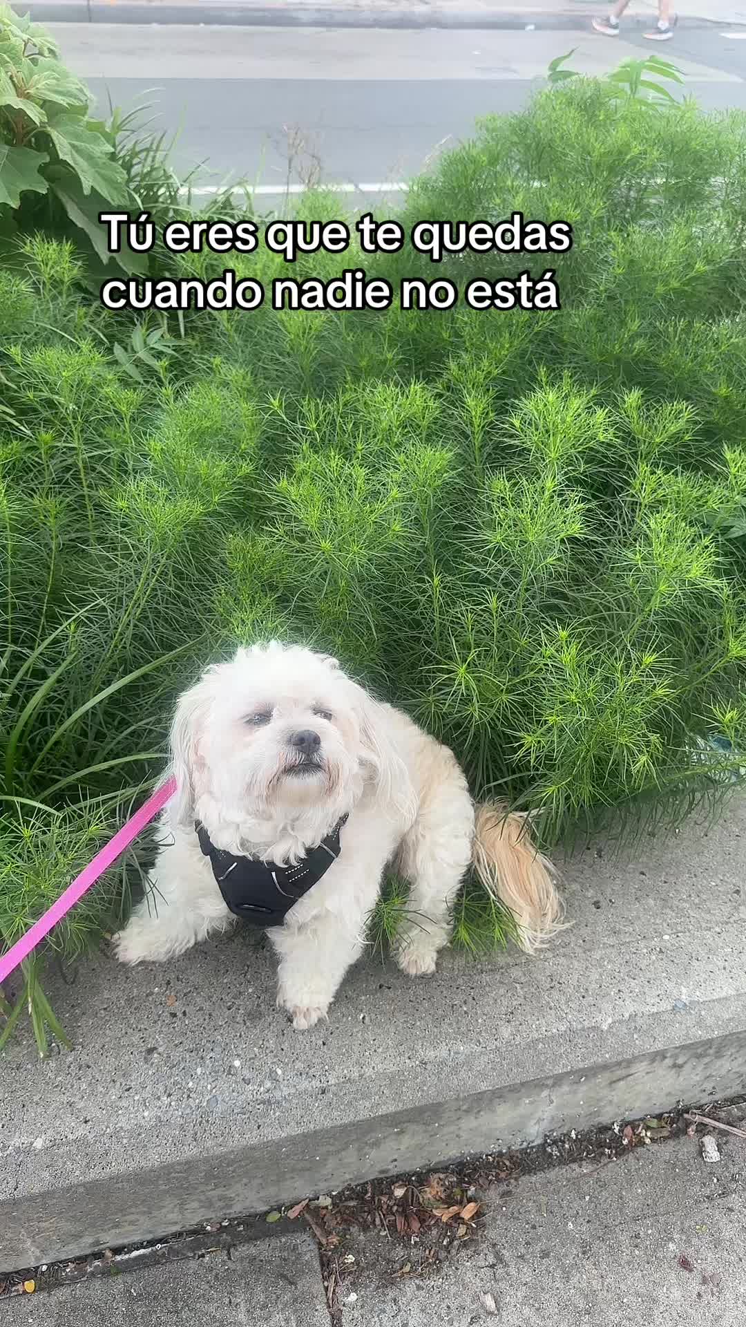 @❤️Rosy la oaxaqueña