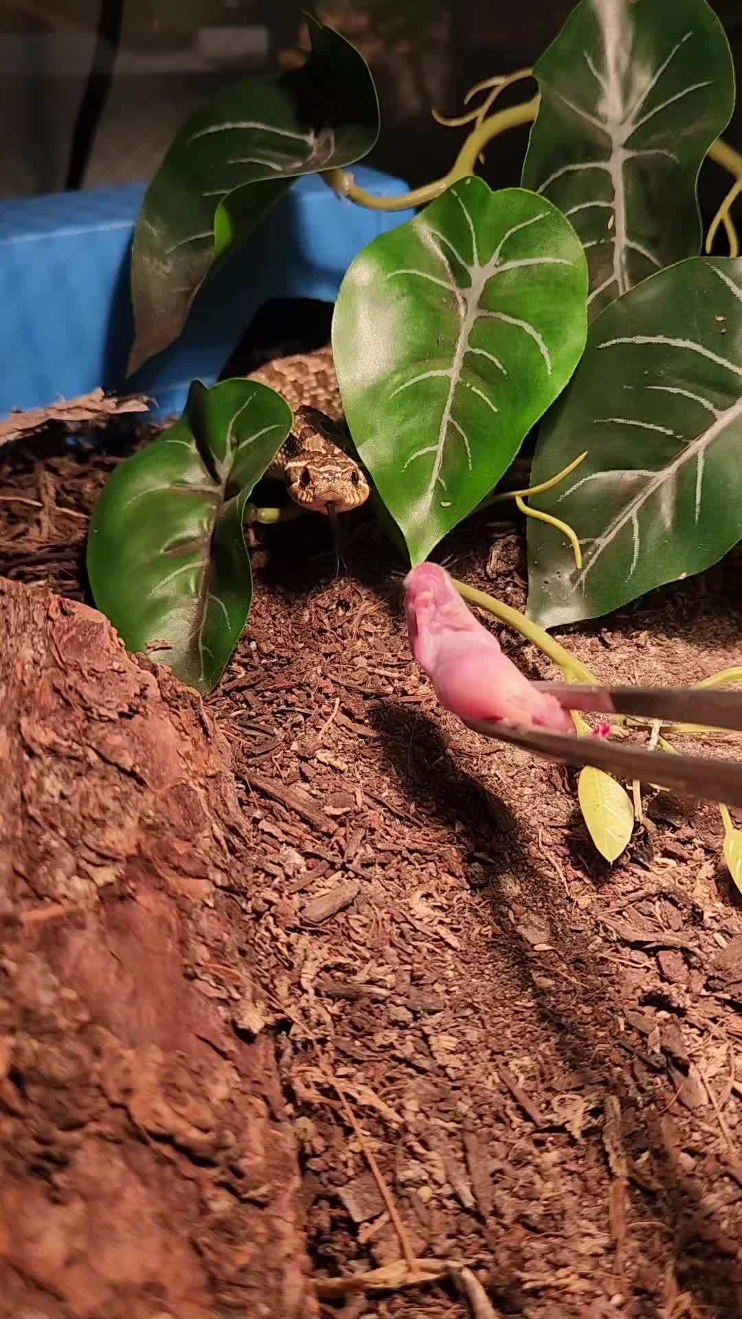 @Ballard&rsquo;s Reptiles