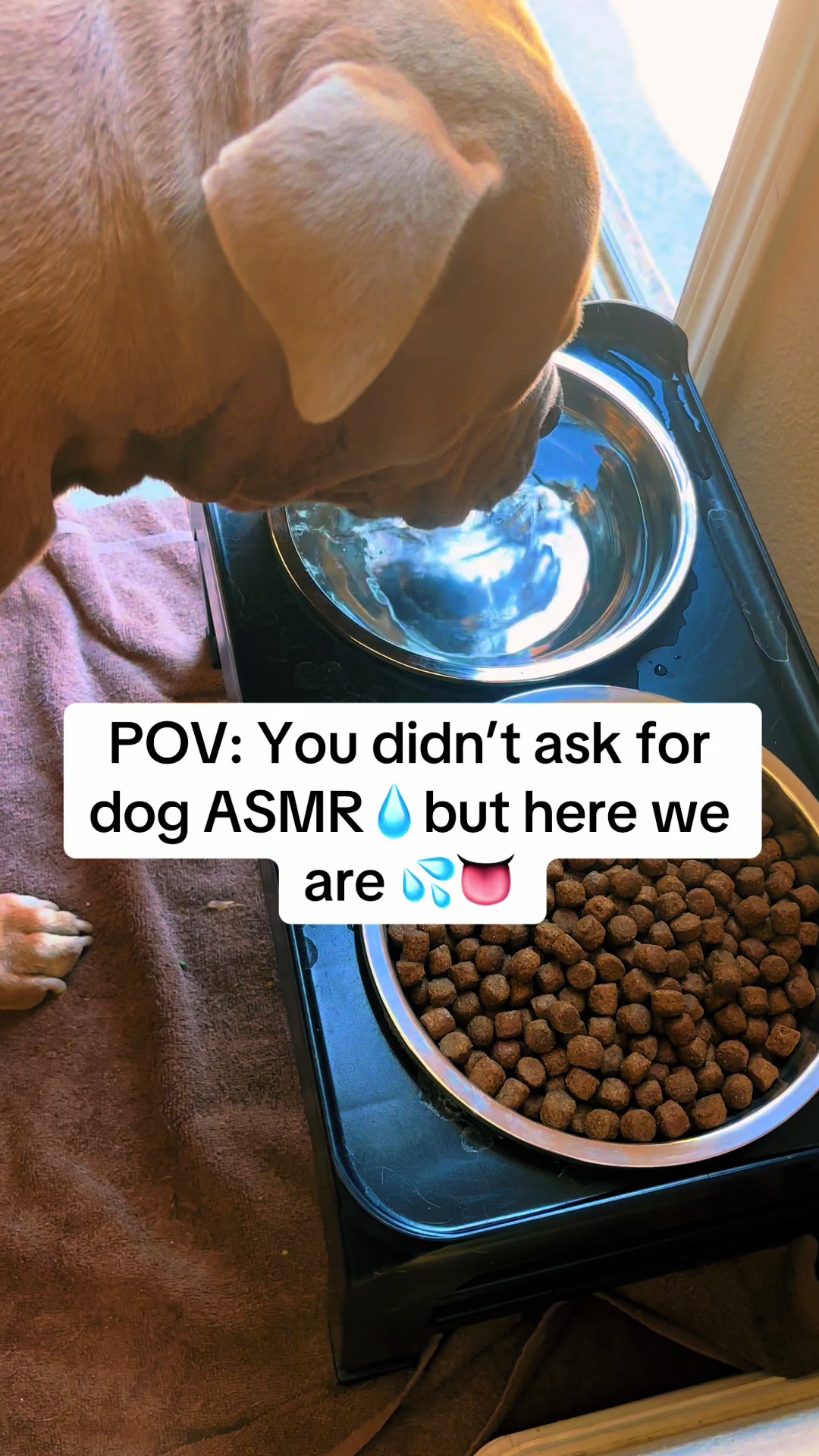 @Drake the Pitbull