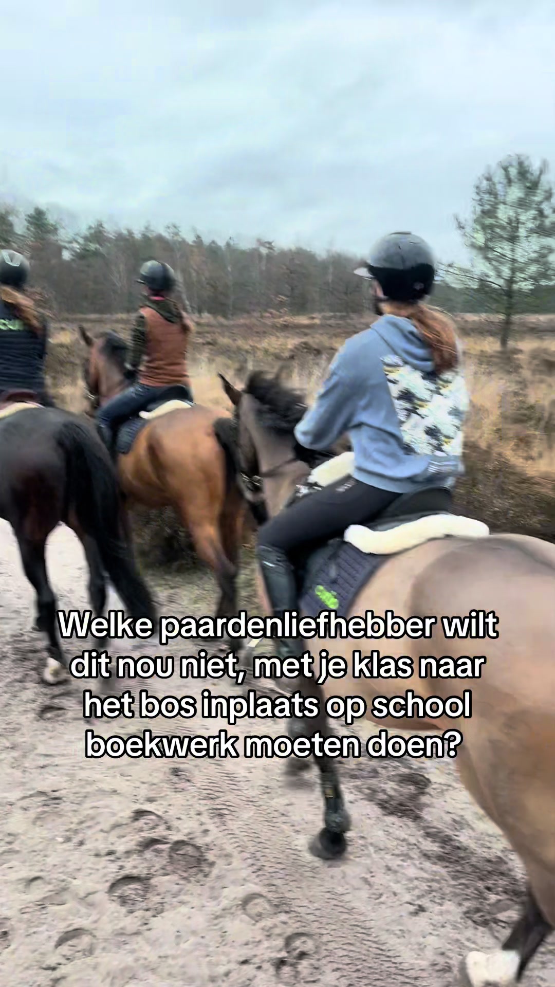 @Paardensport & -houderij Curio