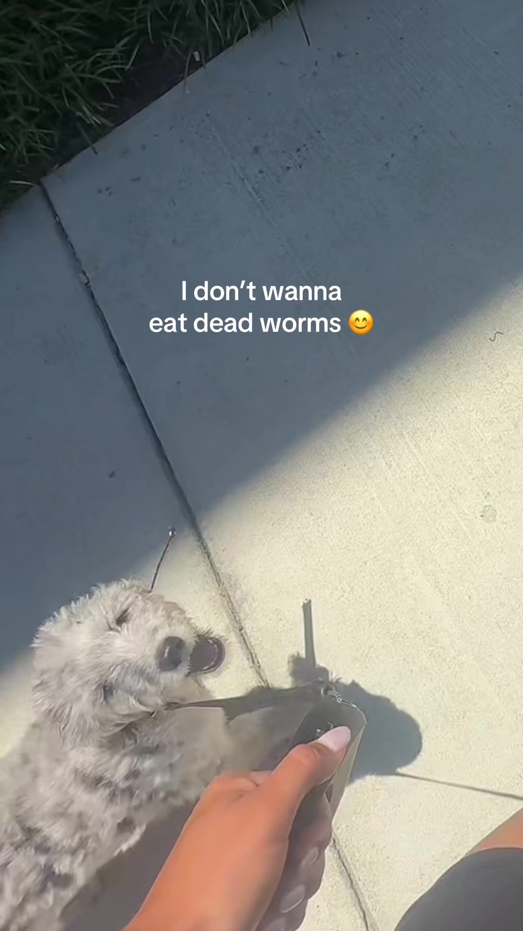 @phoebe