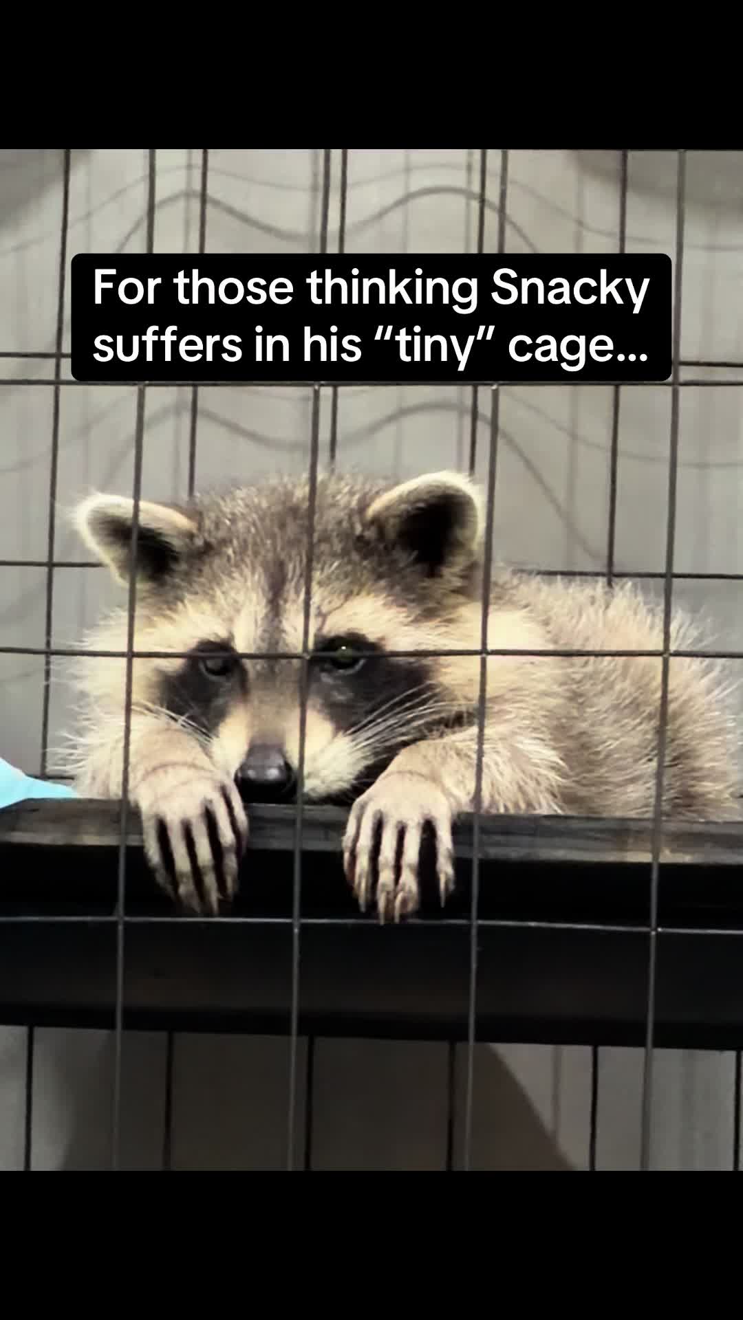 @snacky_chan_the_raccoon