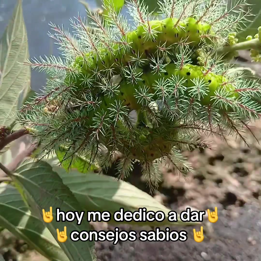 @🤘el_cholo_habibi_503🤘