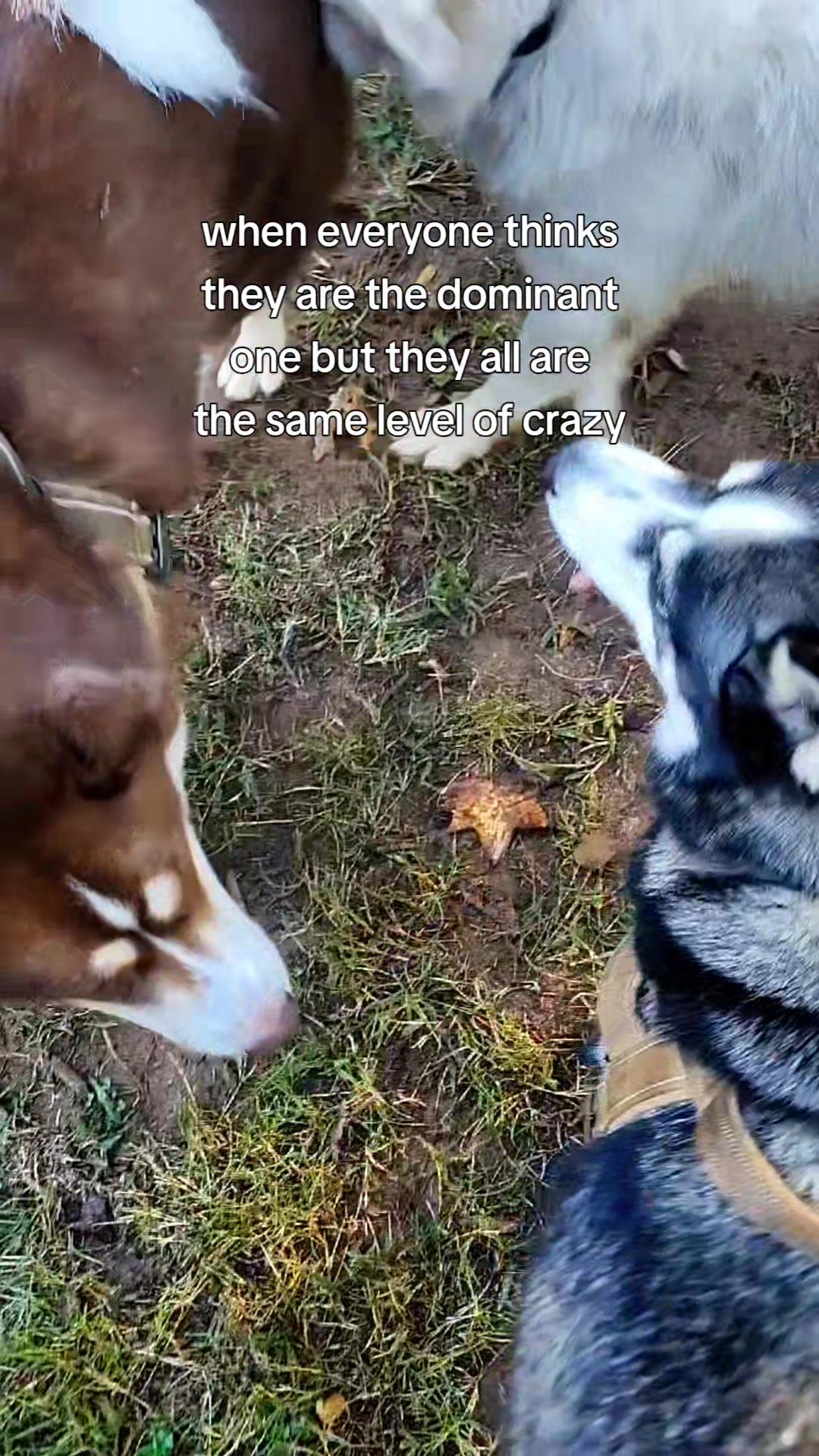 @the Hussey Husky