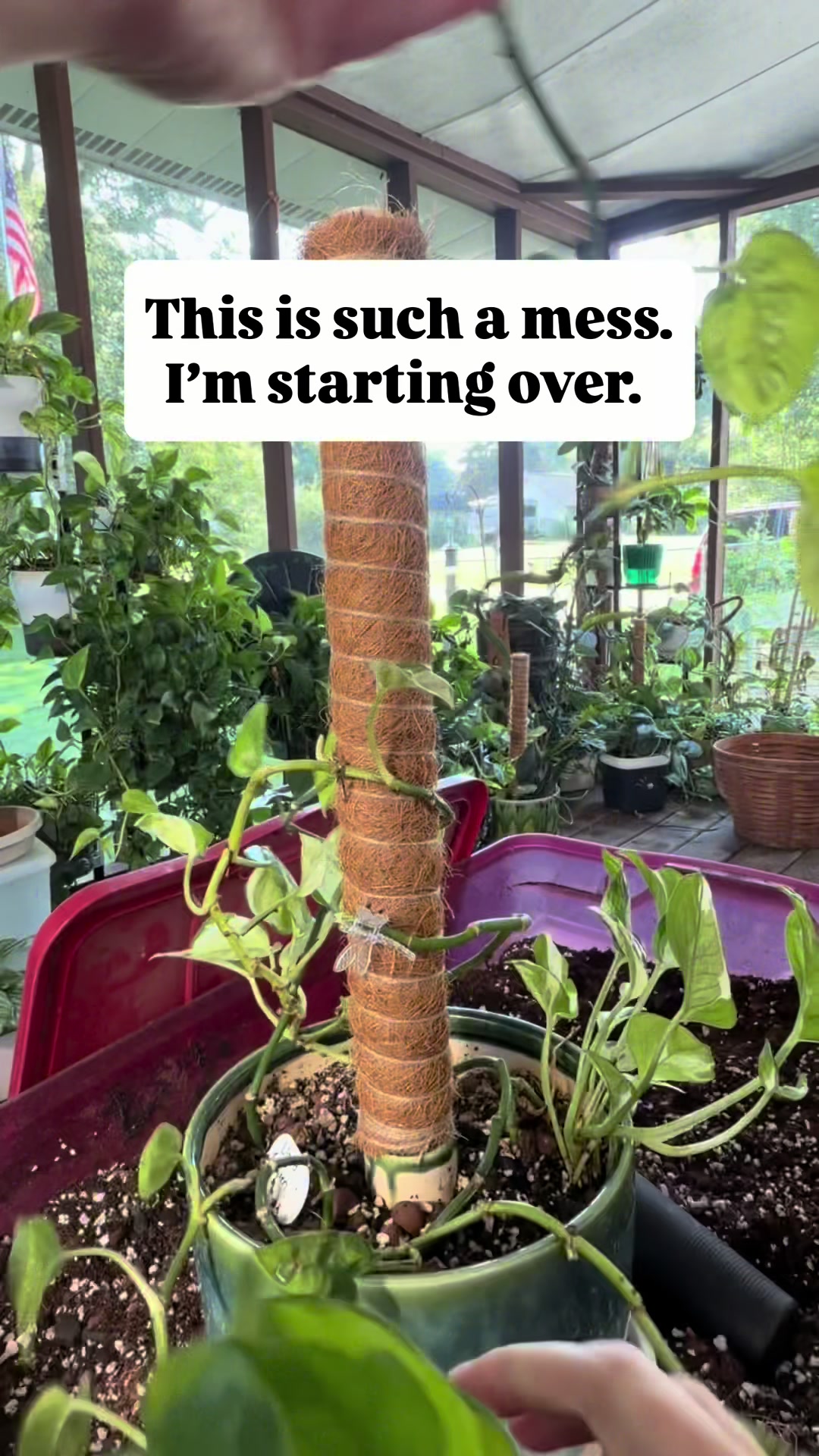 @Pothosiblyaboutplants