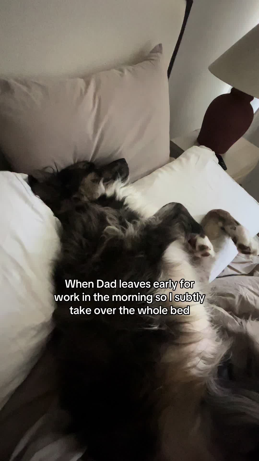 @THE LIFE OF KODA