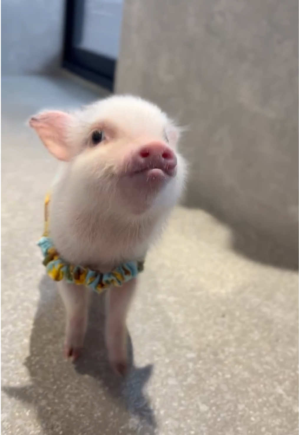 @pignic