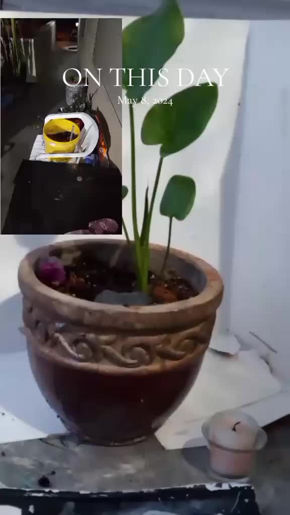 @AliFAFAtree🌴