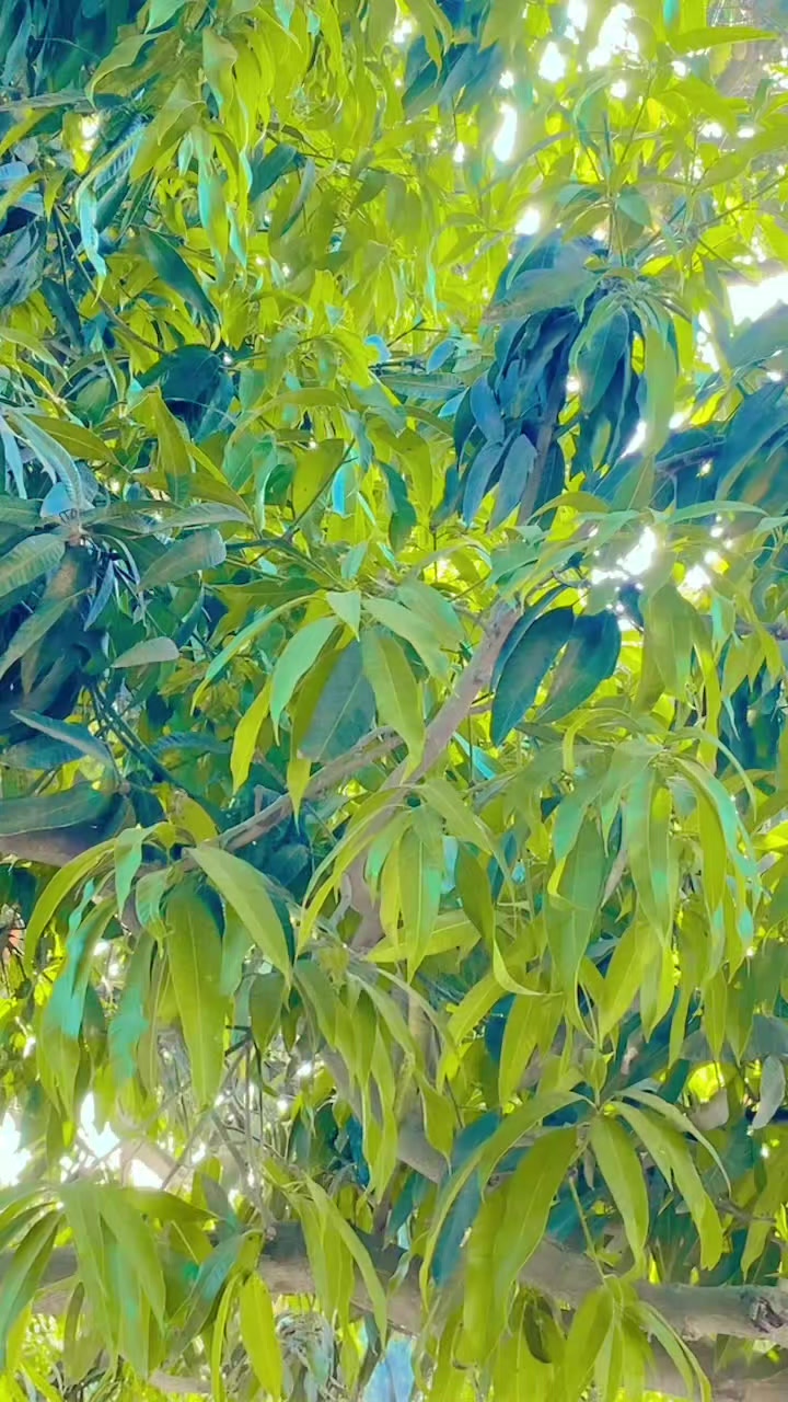 @🌺💚⭐_ᎪƉ𝙉Ꭺ𝙉𝗠ᎪⳑエҚ_🌺💚⭐