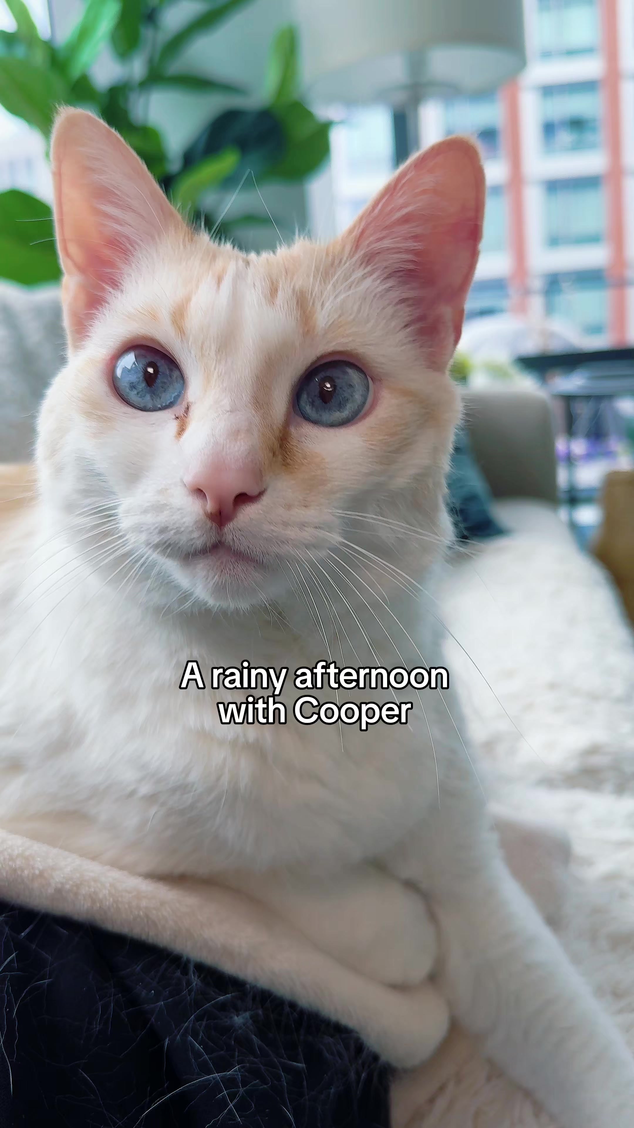 @Auntie Julie - The Cat Sitter