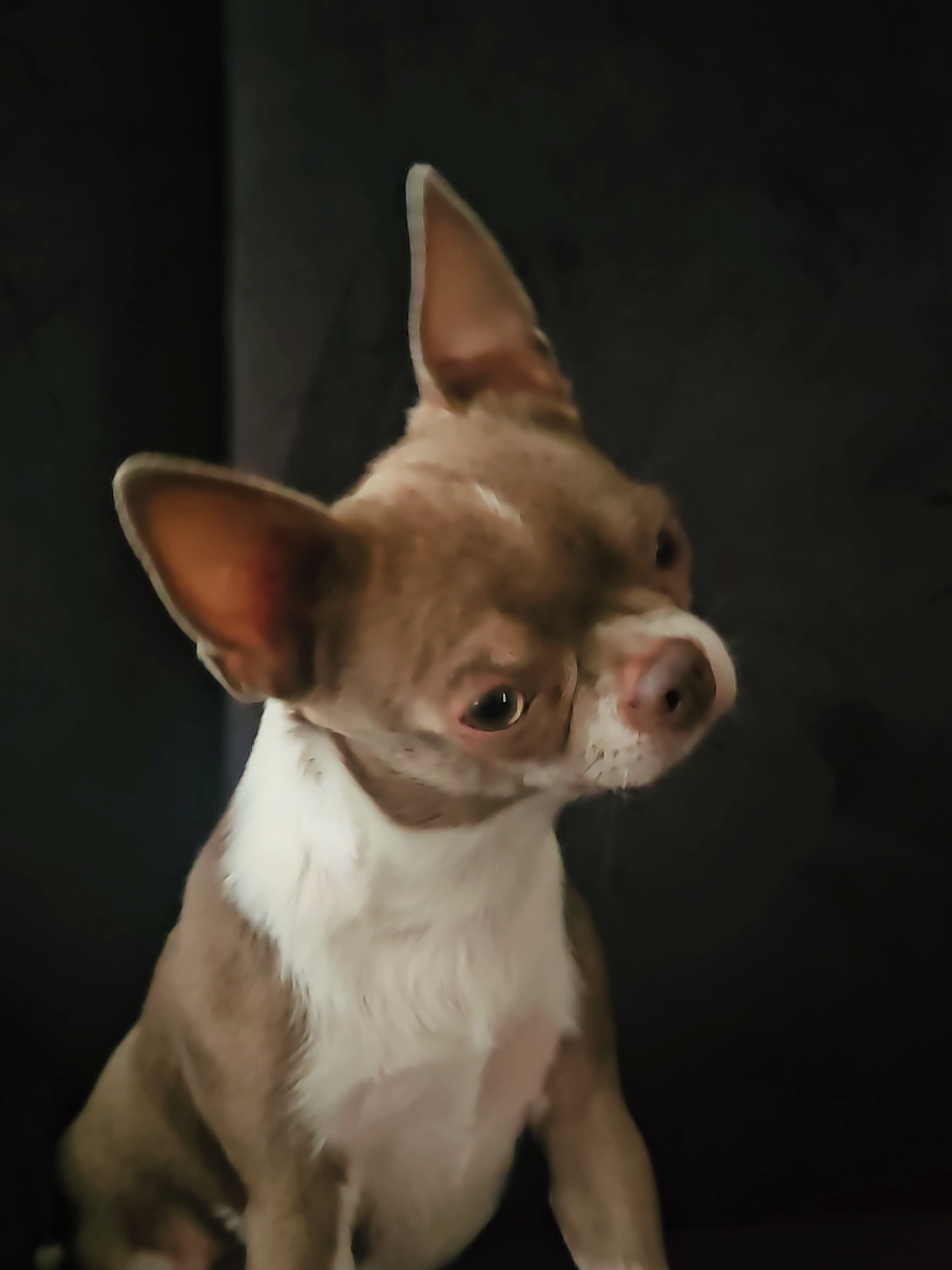 @RufinaChihuahua