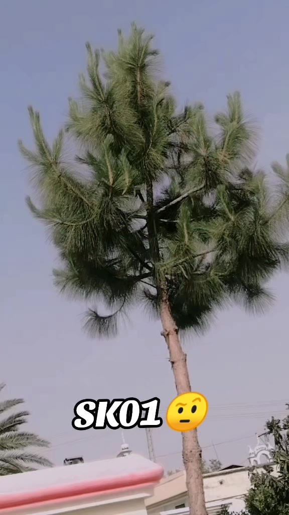 @S &hellip;K🦂