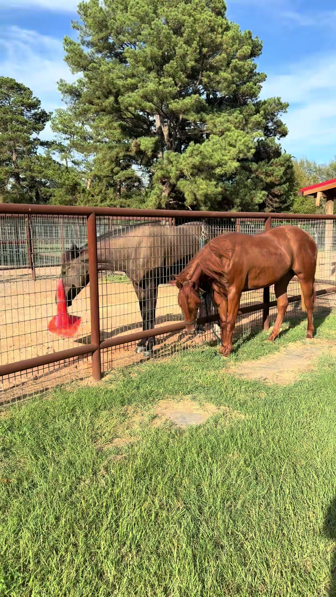 @Kjackson 🐴❤️