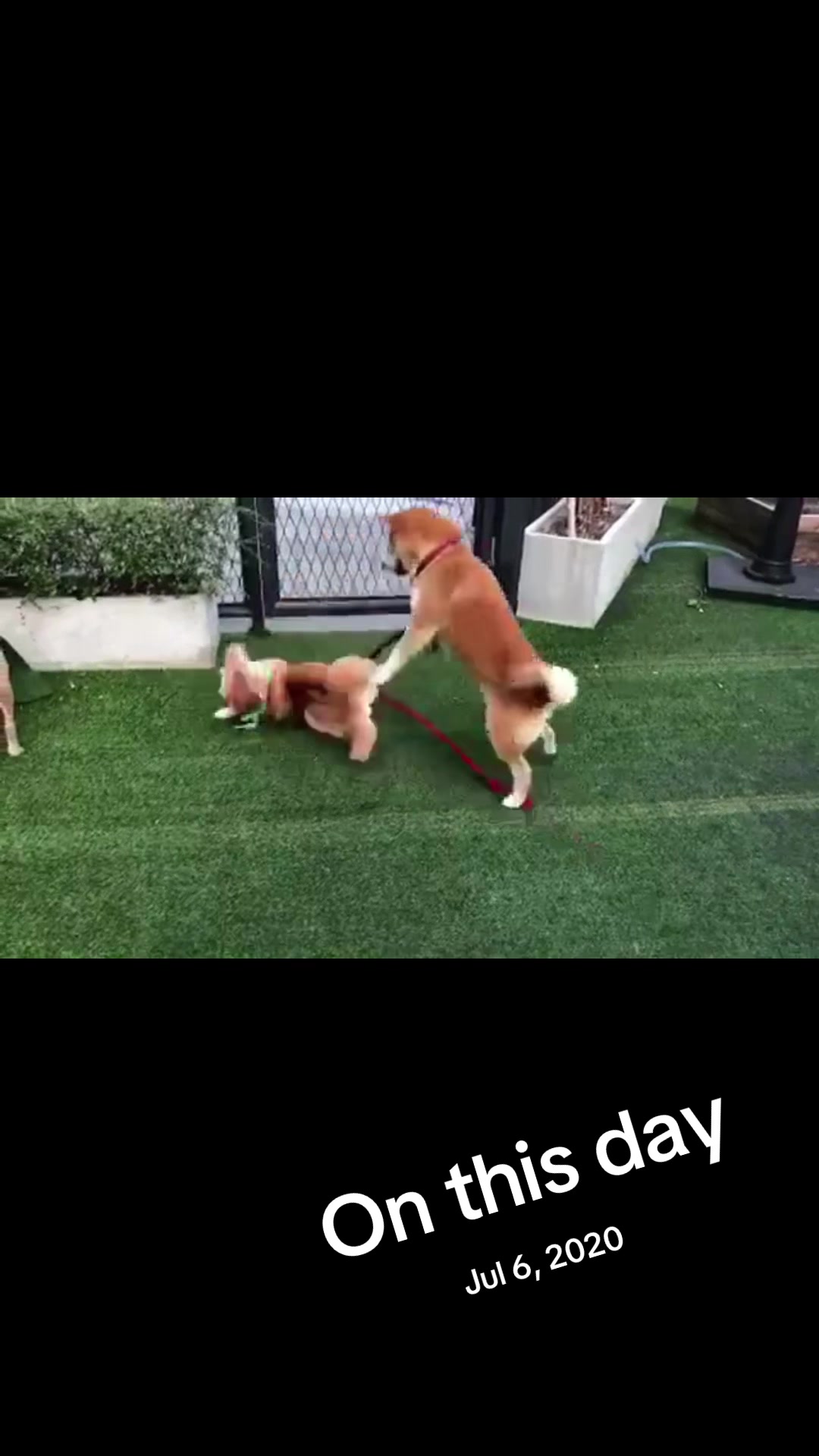 @Hachi Family 🐶🐕🦊