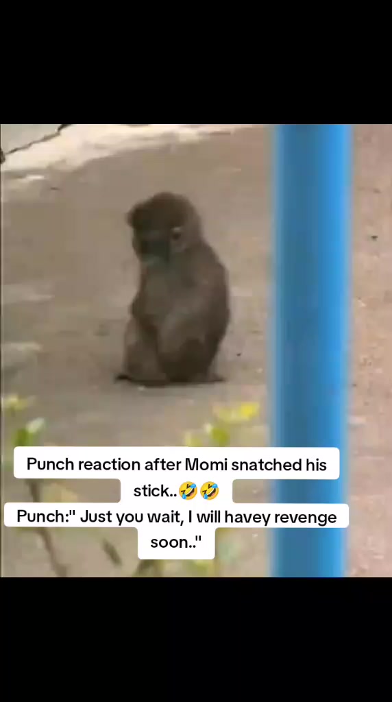 @Mochi/Rusty