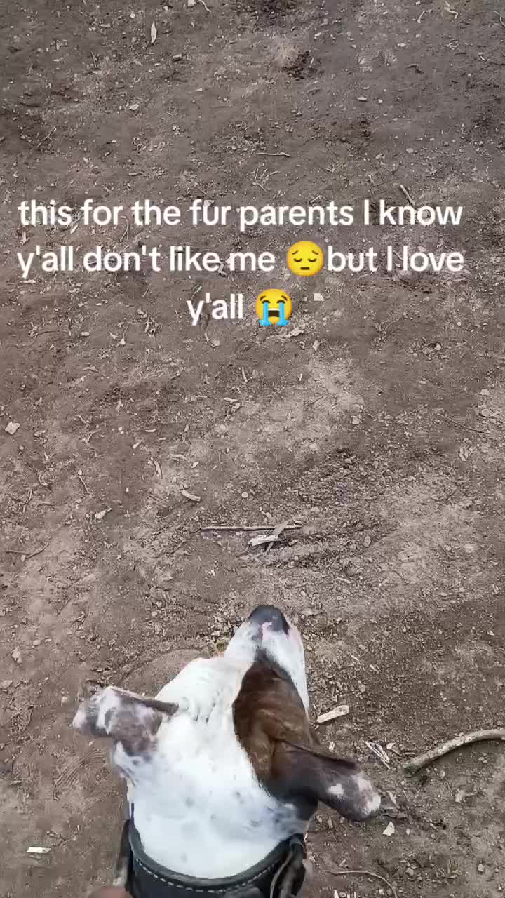 @MR I WORK DOGS