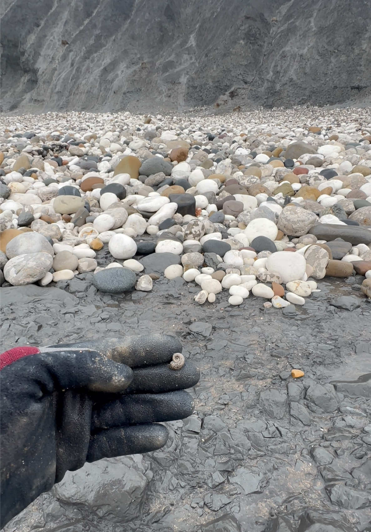 @yorkshire.fossils