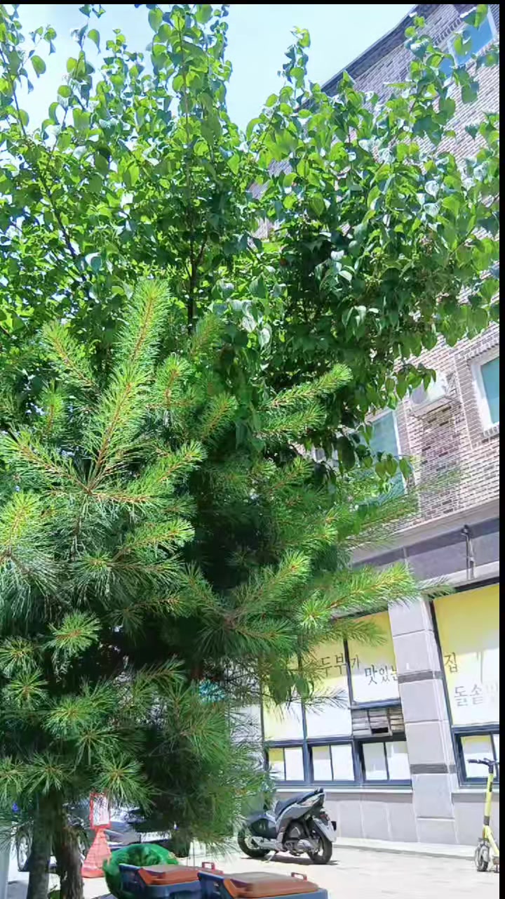@니알빠