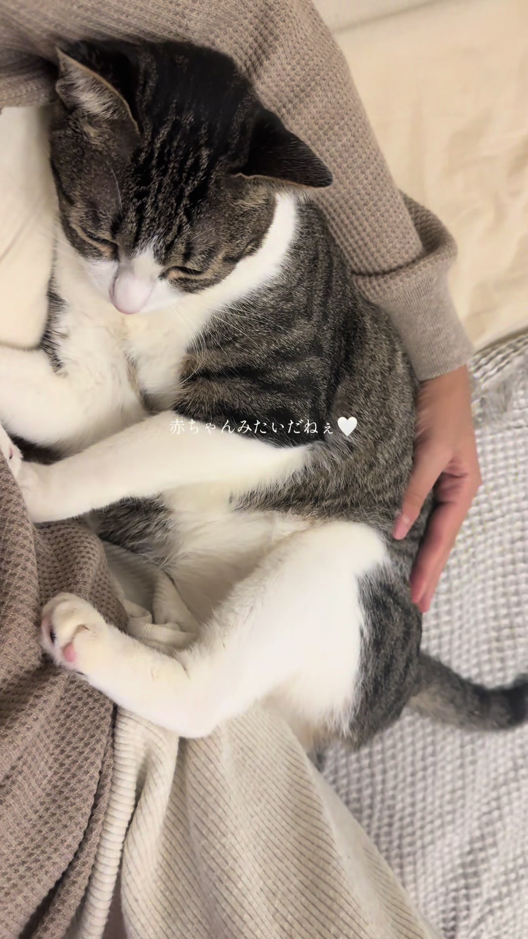 @MimitheNapcat