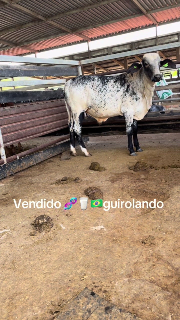 @CURURÚ