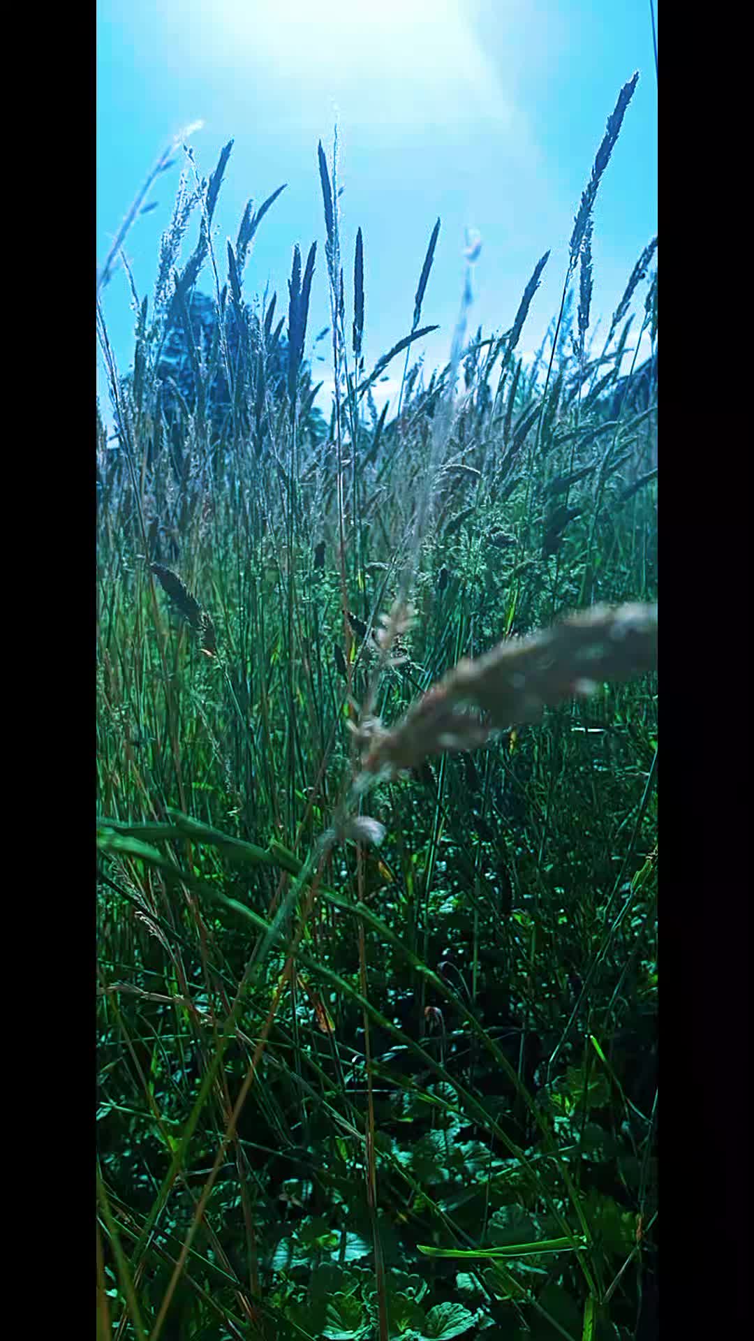 @ViktoriiaSi