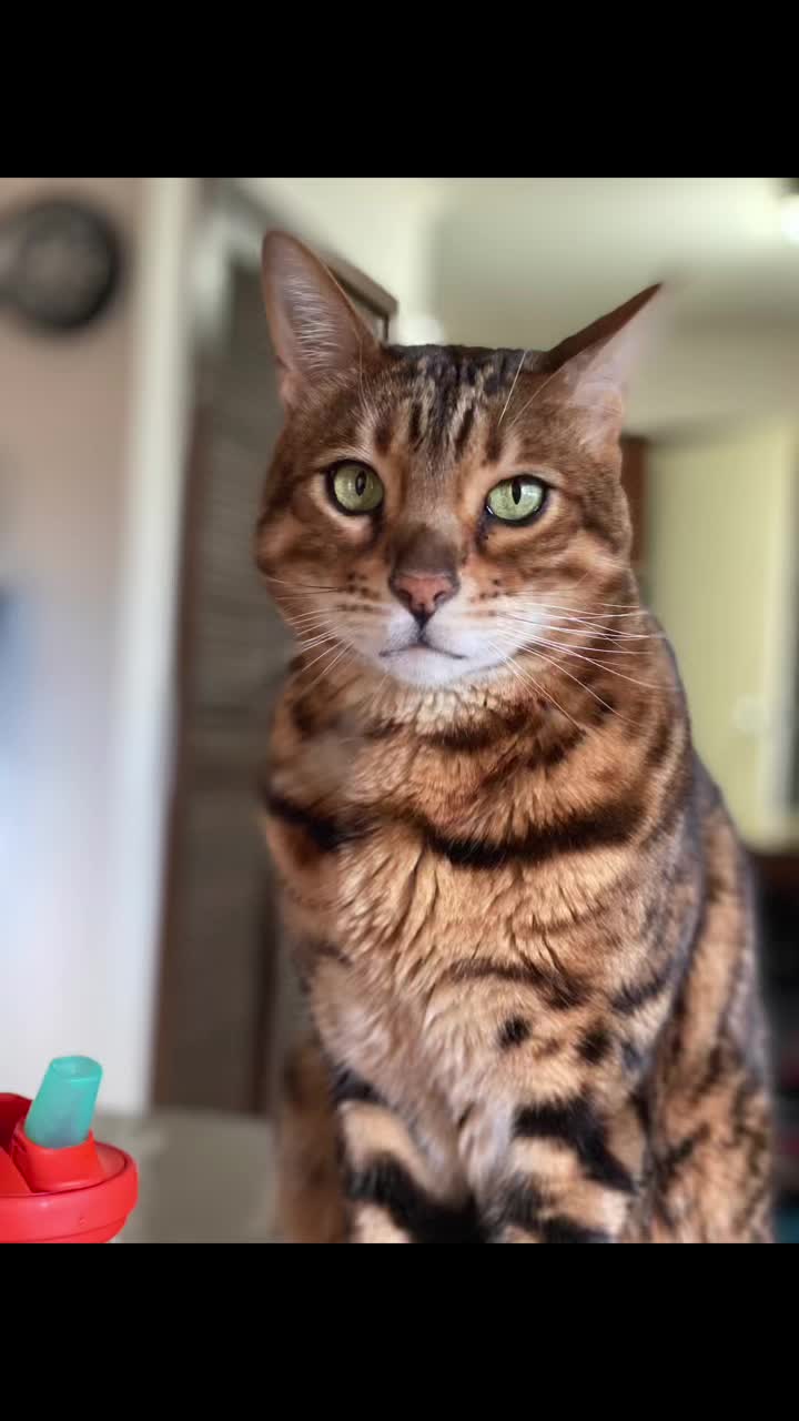 @TiggerthebrownBengal🇦🇺