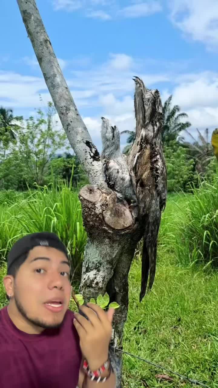@Soy Sebassalvaje (d&uacute;os)