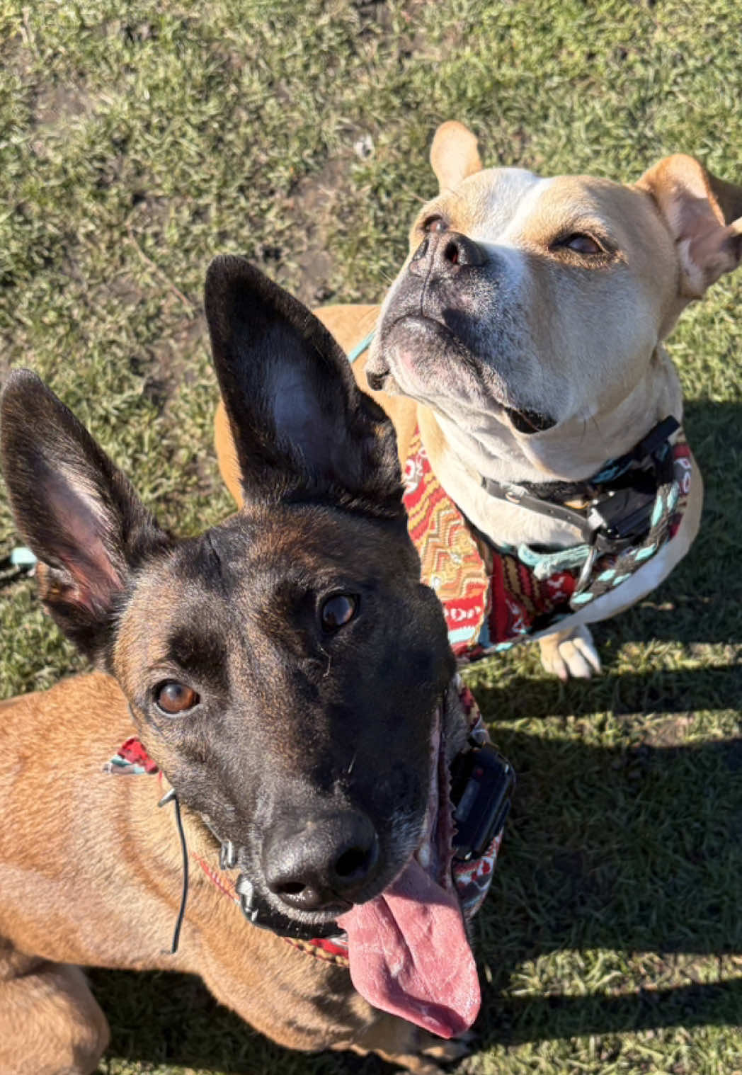 @dogstrainjen