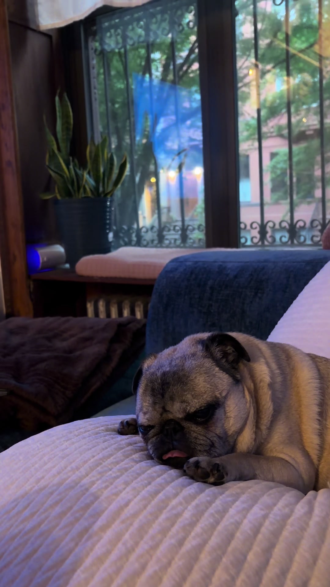 @DaisyGurl&Friends