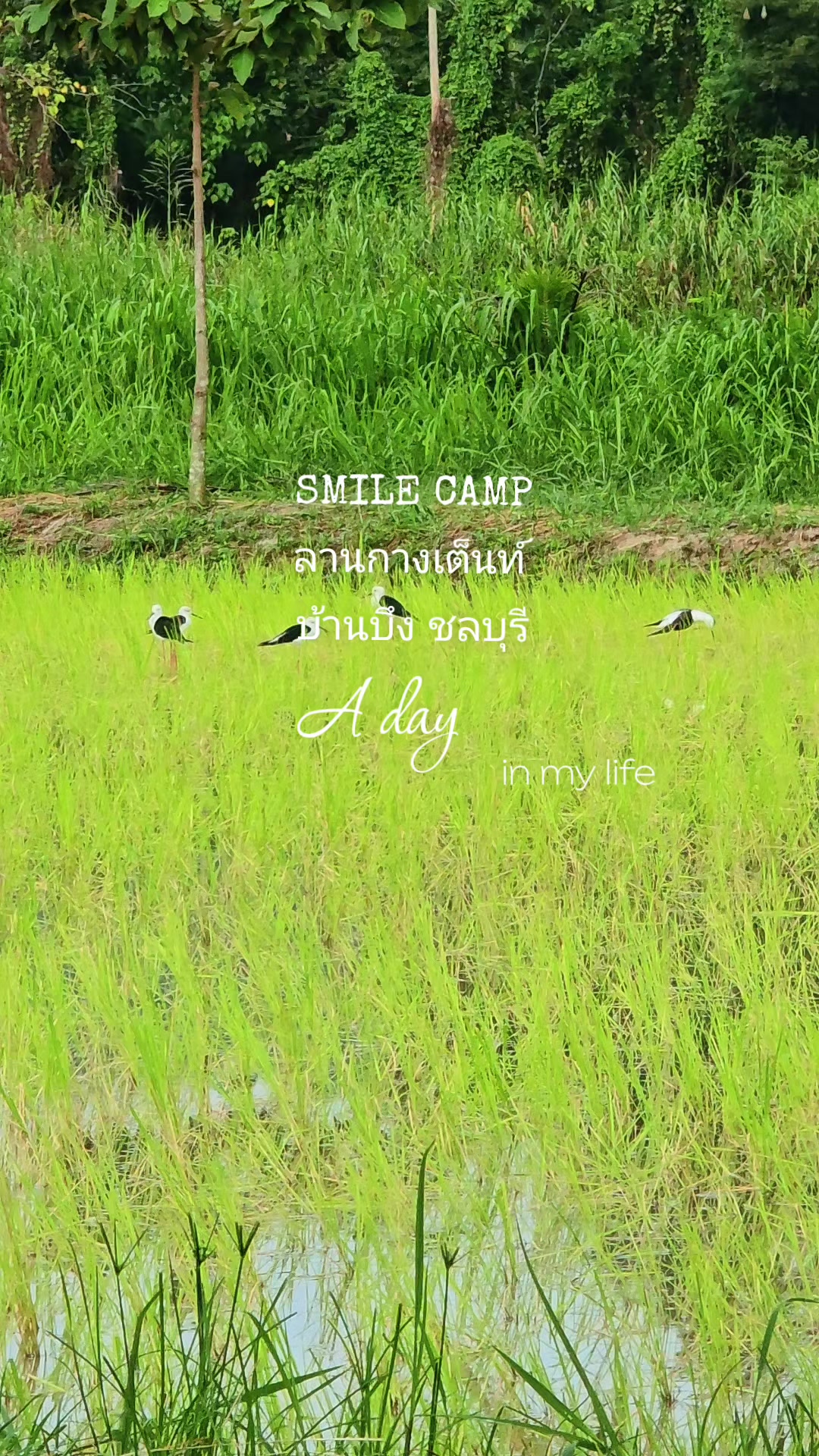 @SMILE CAMP ลานกางเต็นท์