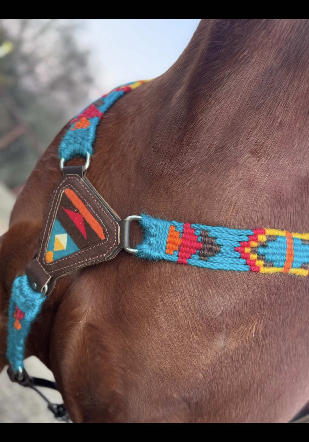 @5 Star Equine
