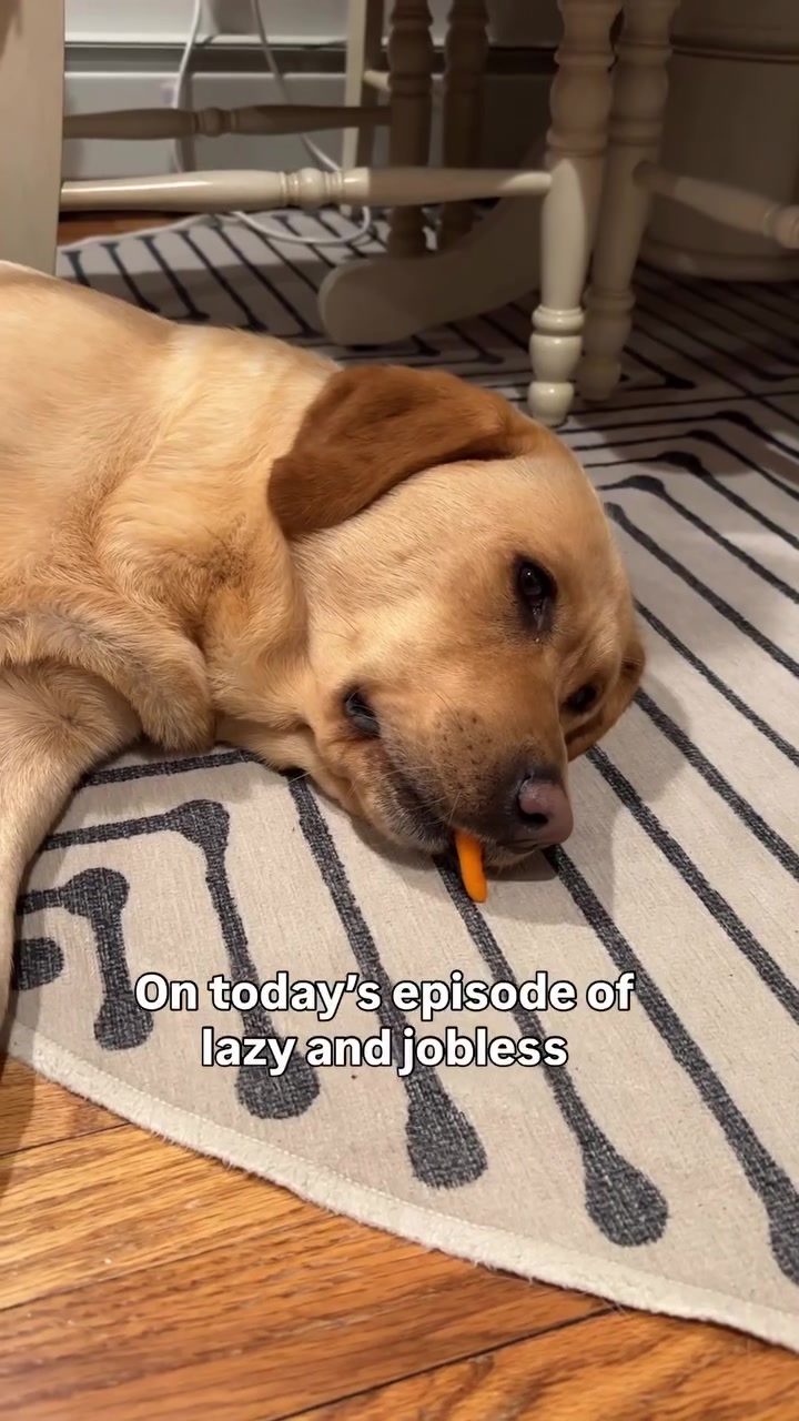 @Lord Jack The Yellow Lab