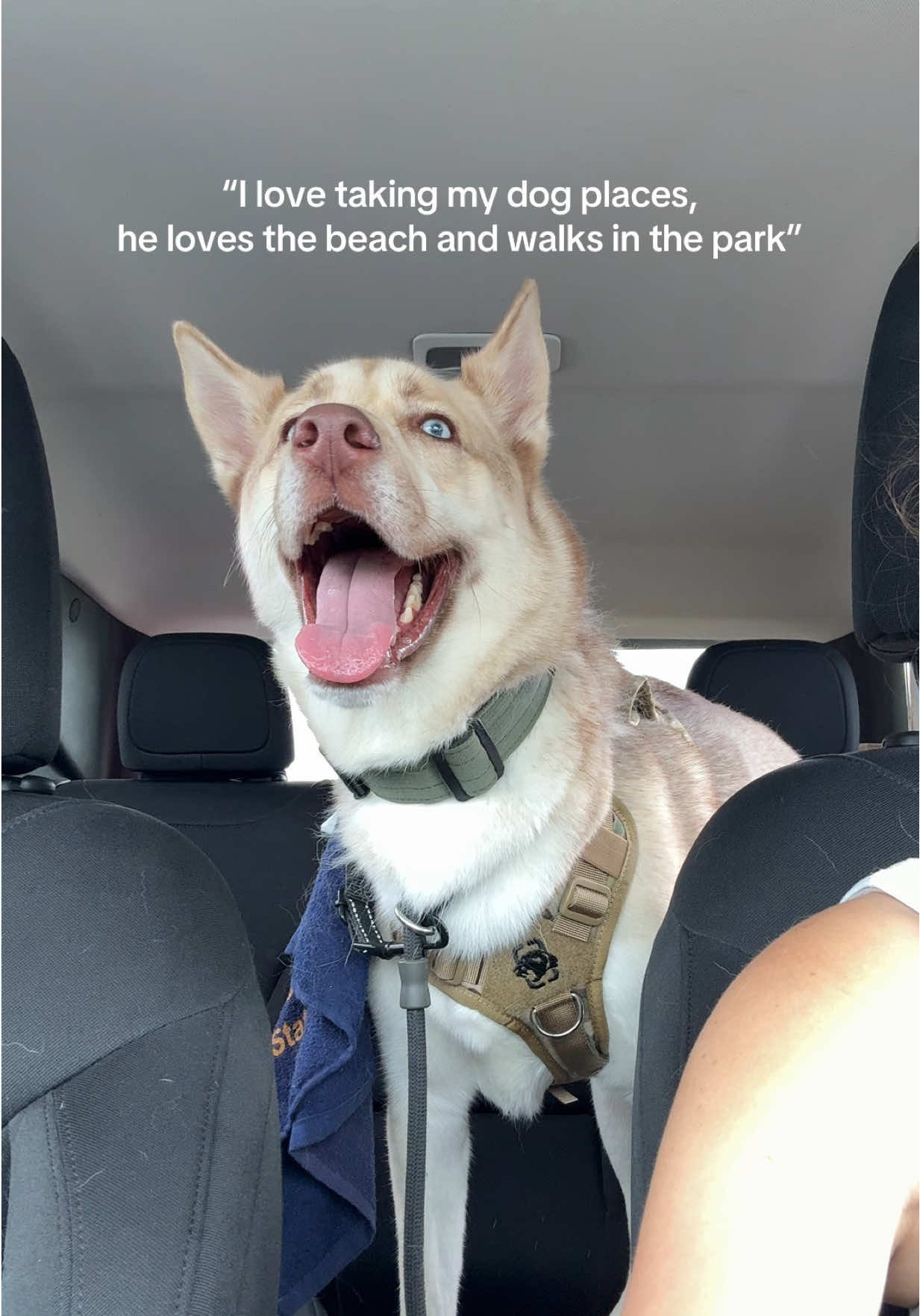 @Finn the Shepsky