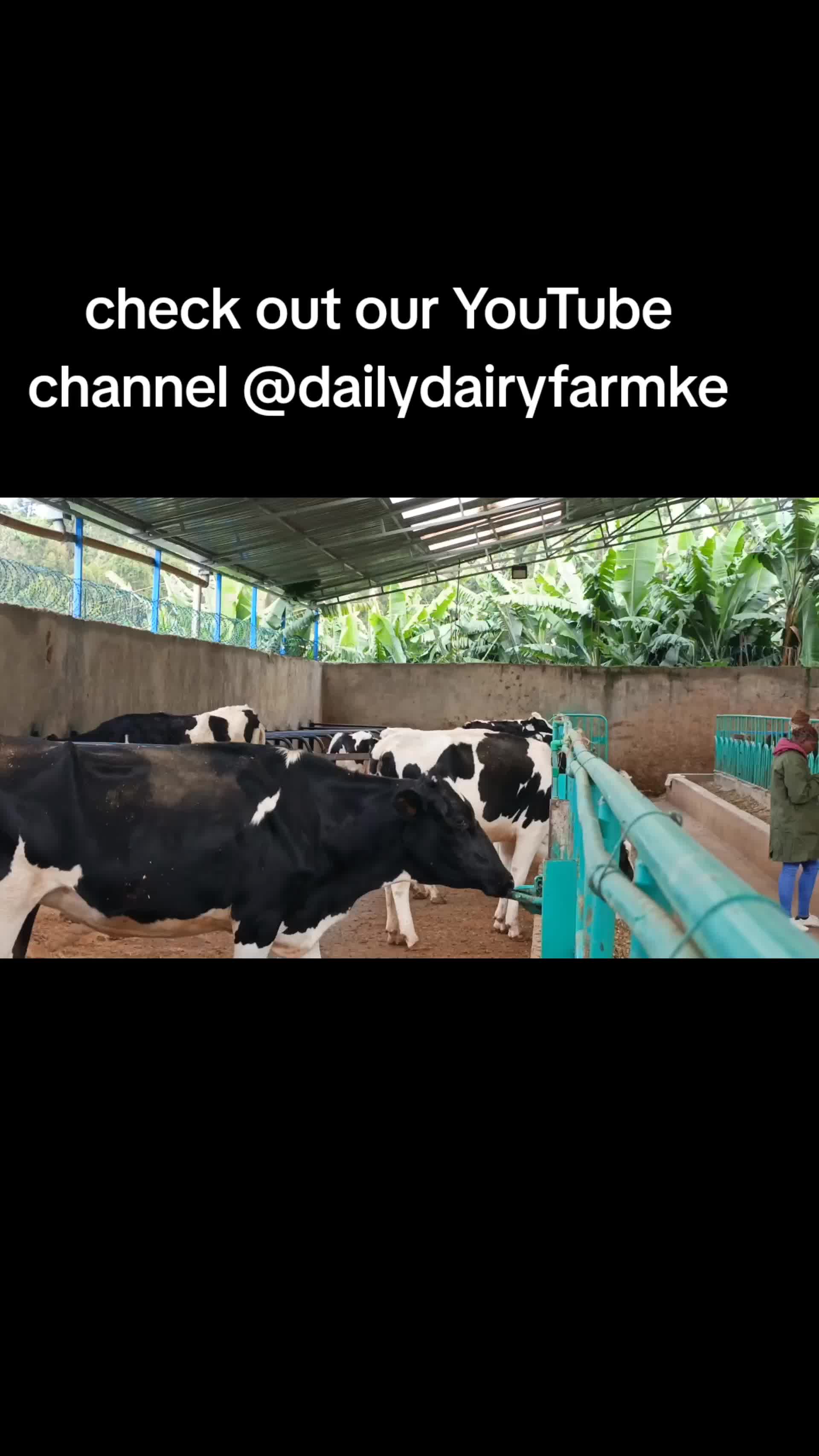@Daily Dairy Farm Ke