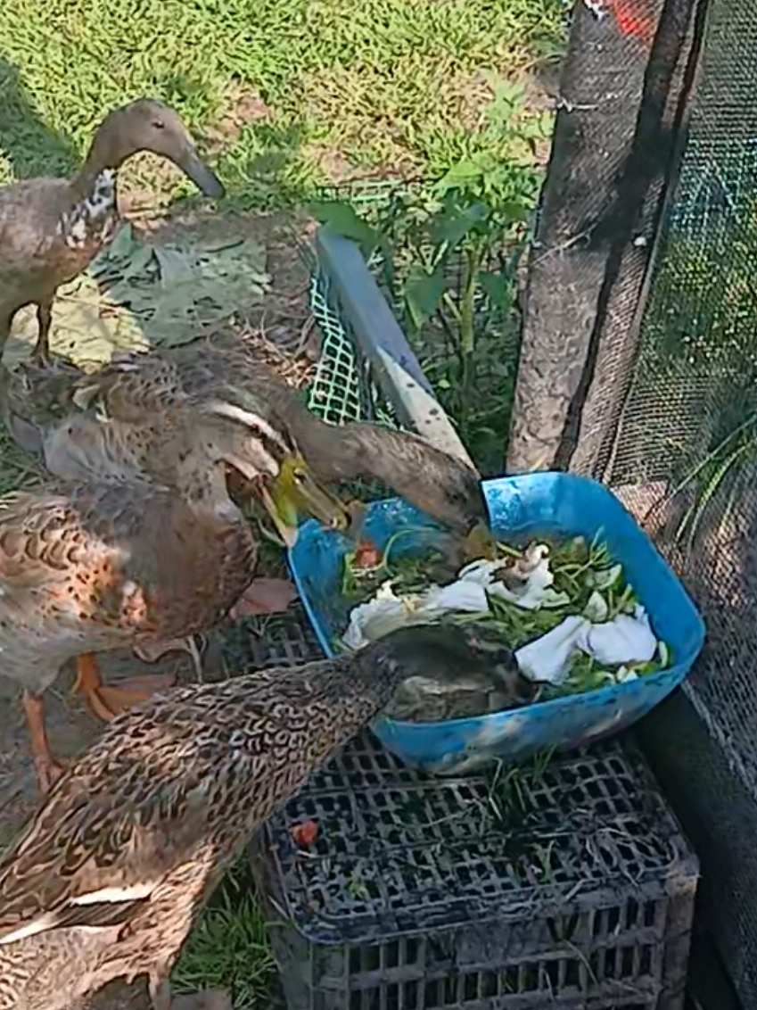 @Kaczogród u Milki🦆🦆🦆🦆