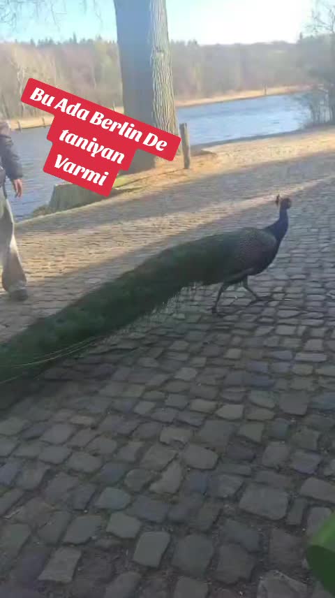 @urfali_botan_63