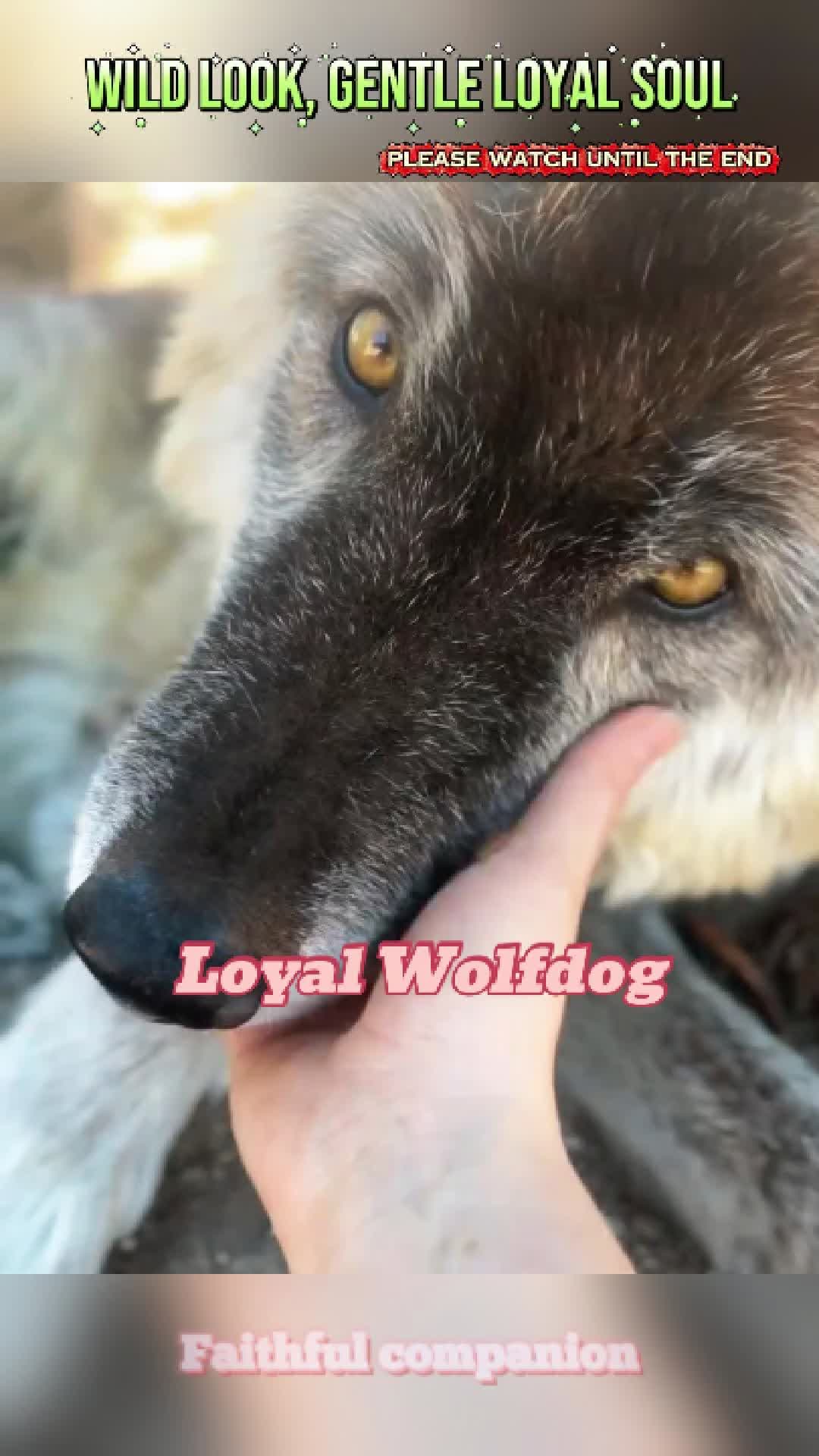 @pet.funny799