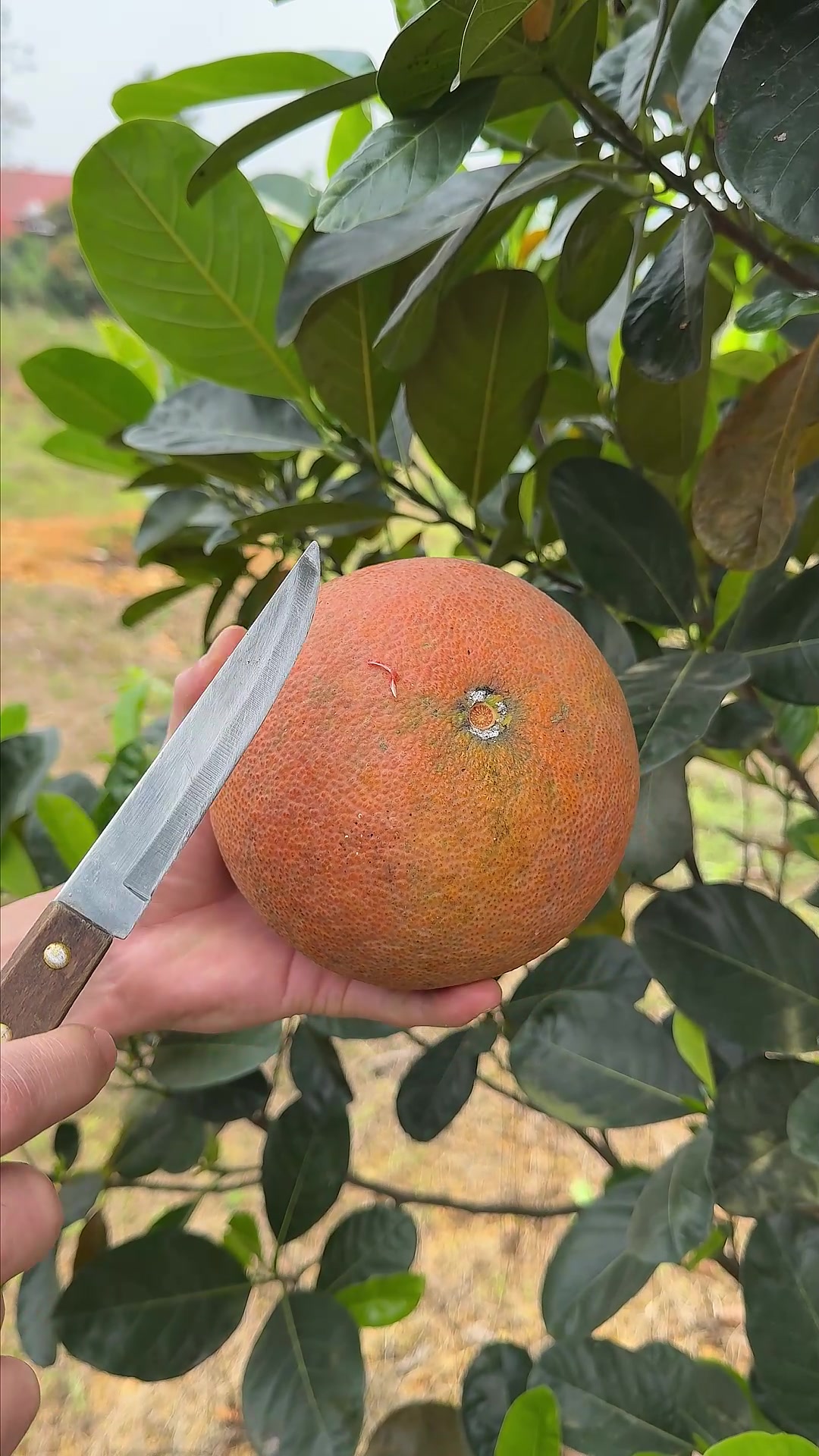 @A May Farm